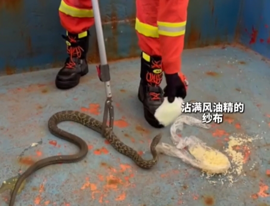 哪種驅蛇方式最有效？消防員實驗告訴你
